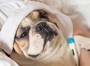 Bệnh sán chó: tẩy giun định kỳ đầy đủ tại sao vẫn nhiễm bệnh sán chó