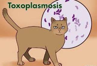 Bệnh Ký Sinh Trùng Mèo Toxoplasma Gondii Có Nguy Hiểm Không